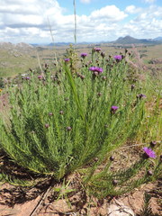 Polydora bainesii subsp. bainesii image