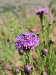 Polydora bainesii image