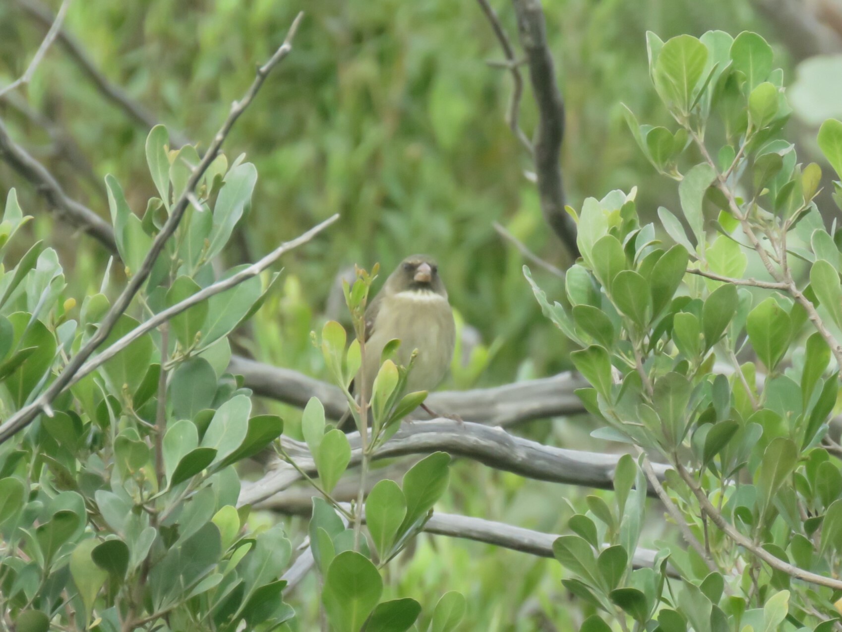 Protea Canary (Crithagra leucoptera), photo 2