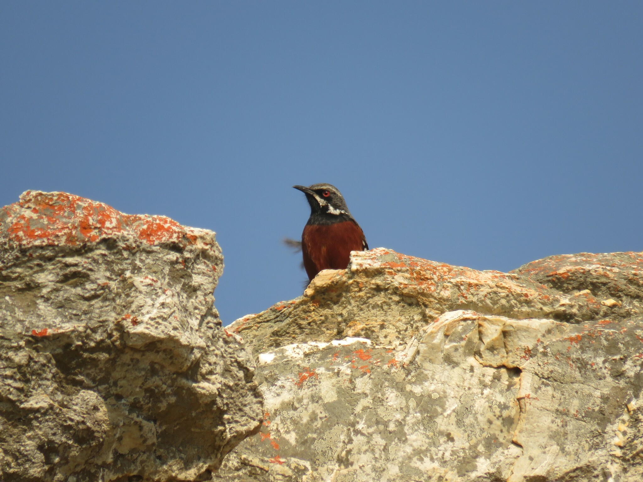 Cape Rockjumper (Chaetops frenatus)