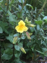 Erythranthe guttata