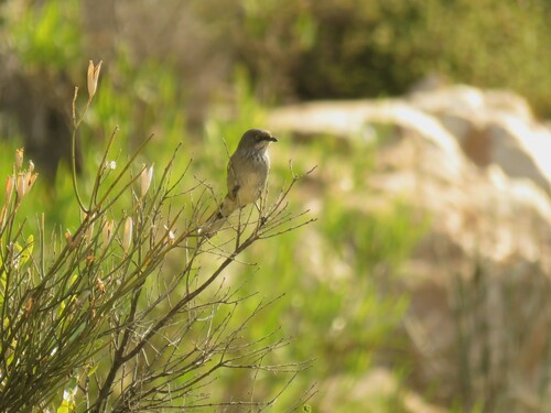Layard's Warbler (Curruca layardi), photo 8