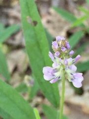 Orbexilum pedunculatum