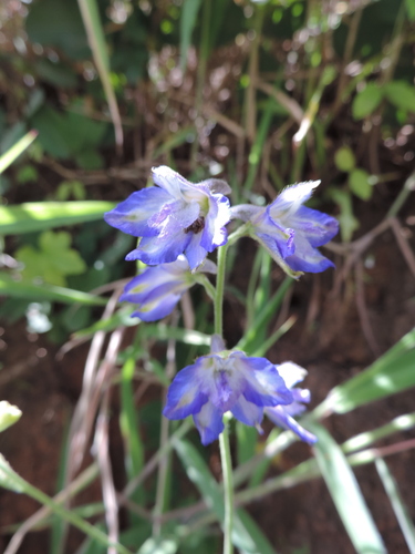 Delphinium image