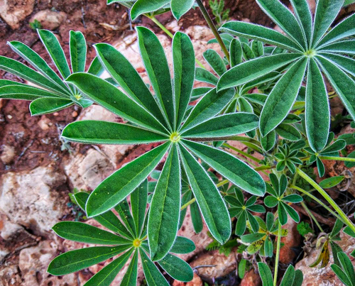 【Lupinus様♡ご確認ページ】 Lupinus 'The Pages' at Digging Dog Nursery