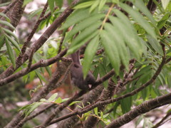 Junco hyemalis image