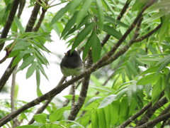 Junco hyemalis image