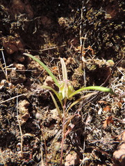 Polygala albida