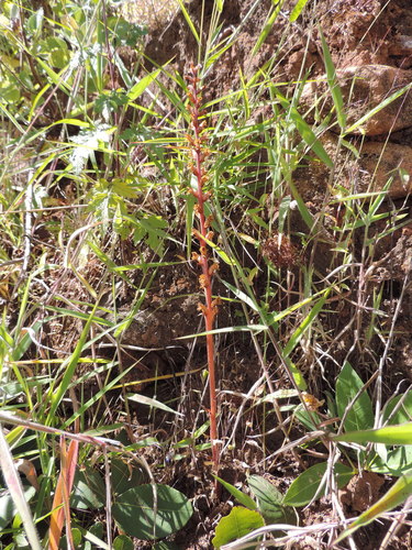 Orobanche image