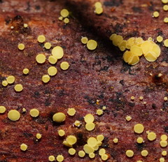 Lachnum pteridophyllum