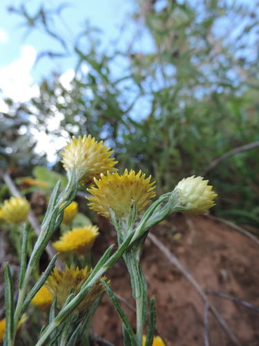 Helichrysum kirkii image