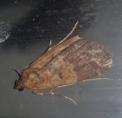 Hydrillodes dimissalis