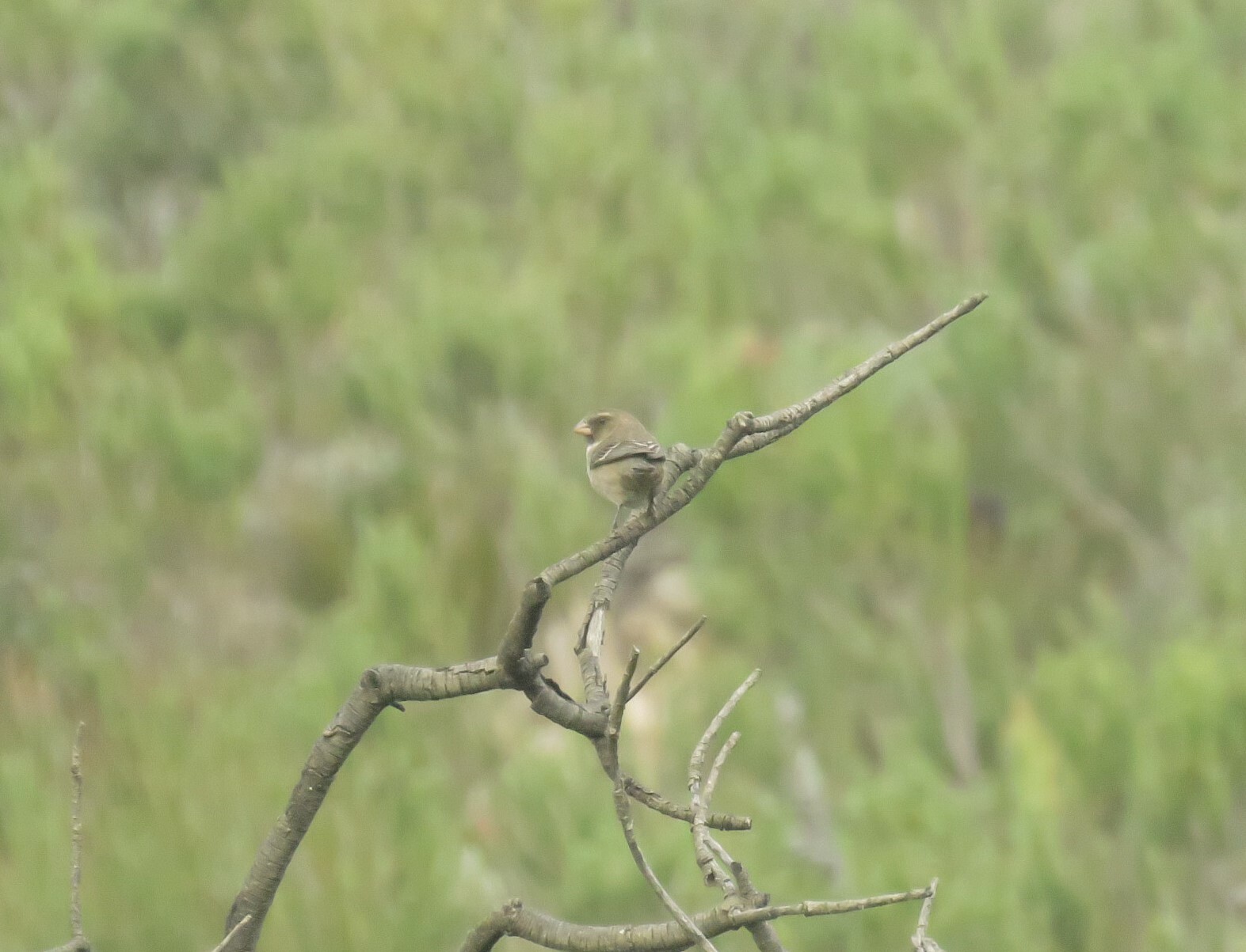 Protea Canary (Crithagra leucoptera), photo 3