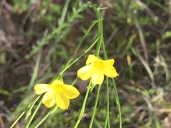 Linum sulcatum