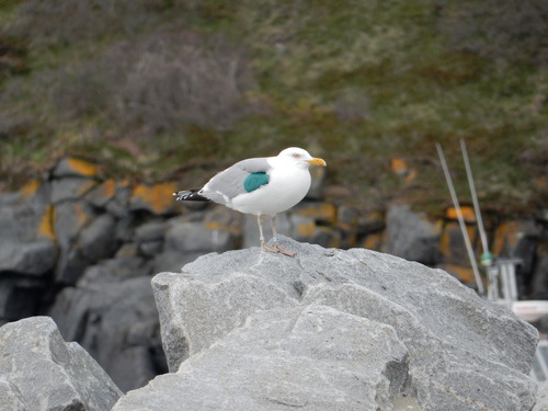 Gaviota argéntea americana (Larus smithsonianus)