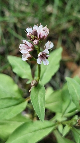Image of Lysimachia dubia by (c) Алена Ручка, some rights reserved (CC BY)