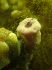 Haliclona xena