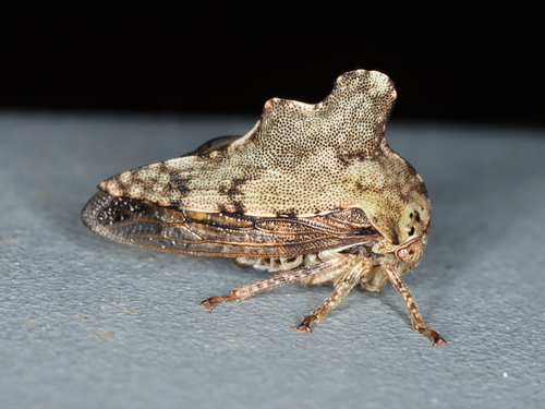 Heliria cristata photo 5