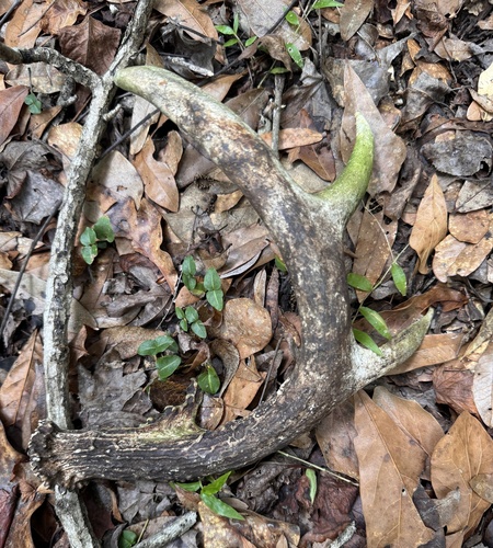 White-tailed Deer photographed in Florida
