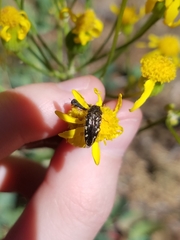 Acmaeodera bowditchi