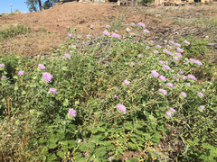 Monardella odoratissima