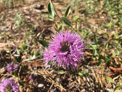 Monardella odoratissima