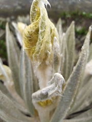 Espeletia grandiflora