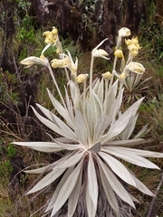 Espeletia grandiflora