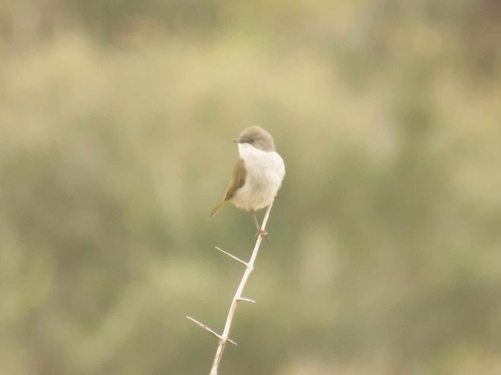 Karoo Eremomela (Eremomela gregalis), photo 3