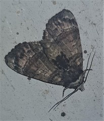 Chlumetia transversa