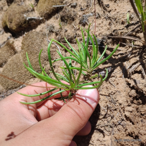 Image of Phemeranthus rugospermus by (c) Bryce, some rights reserved (CC BY)