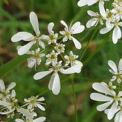 Bifora radians