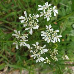 Bifora radians