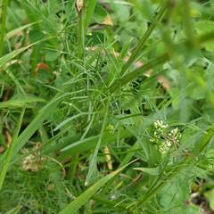 Bifora radians