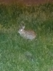 Sylvilagus floridanus