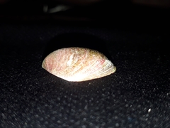 Septifer bilocularis