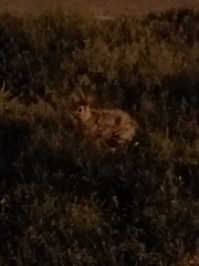 Sylvilagus floridanus