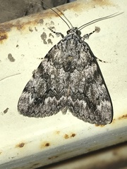 Catocala amica