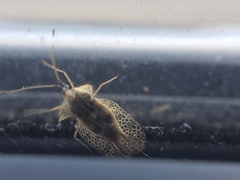 Tingidae