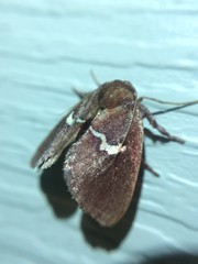 Monoleuca semifascia