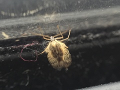 Tingidae