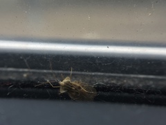 Tingidae