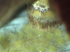Monoleuca semifascia