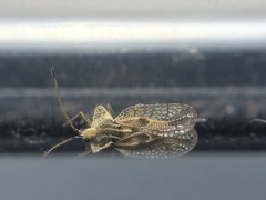 Tingidae