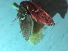 Monoleuca semifascia