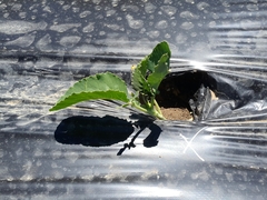 Brassica oleracea italica