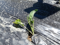 Brassica oleracea italica