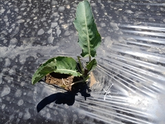 Brassica oleracea italica