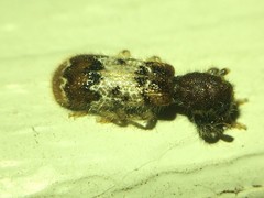 Pelonium leucophaeum