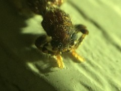 Pelonium leucophaeum